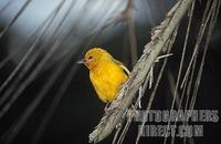 Orange weaver ( Ploceus aurantius ) , Ssese Islands , Uganda stock photo