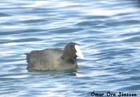 Common Coot Fulica atra