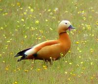 Tarro Canelo (Tadorna Ferruginea)