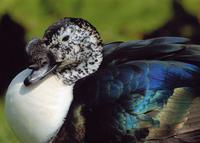 A close-up of a Comb Duck, with its speckled black and white head and brilliant blue wings.