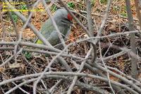 Picus canus , 청딱다구리 - Grey-faced Green Woodpecker