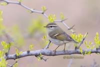 Yellow-browed warbler C20D 03416.jpg