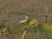 Citrine Wagtail (Motacilla citreola)