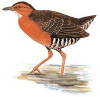 Band-bellied Crake 　Porzana paykullii