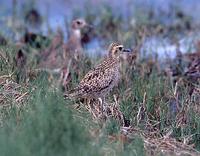 Pacific Golden Plover