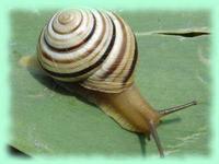 Cepaea vindobonensis