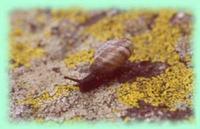 Pyrenaearia carascalensis