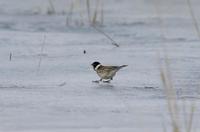 Reed Bunting (Emberiza schoeniclus)