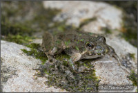 : Acris crepitans blanchardi; Northern Cricket Frog