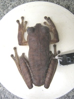 : Bokermannohyla luctuosa; Reservoir Treefrog