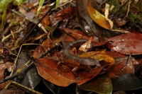 : Bolitoglossa diaphora