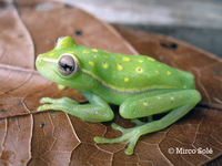 : Hypsiboas atlanticus