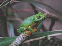 : Litoria gracilenta; Dainty Green Tree Frog