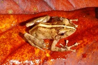 : Platymantis vitiensis; Fiji Tree Frog