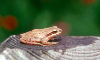 : Pseudacris feriarum feriarum; Upland Chorus Frog