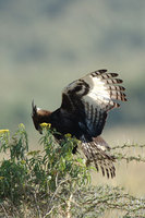 : Lophaetus occipitalis; Long Crested Eagle
