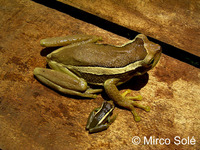 : Trachycephalus mesophaeus