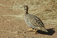 : Peliperdix coqui; Coqui Francolin