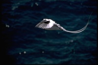 : Phaethon aethereus; Red-billed Tropicbird