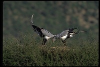 : Sagittarius serpentarius; Secretary Bird (nest)