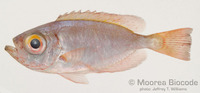 : Heteropriacanthus cruentatus