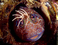 : Hypsoblennius gilberti; Rockpool Blenny