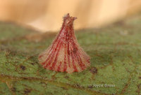 : Andricus atrimentus; Striped Volcano Gall Wasp;