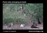 : Felis domesticus; Feral Cats