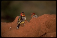 : Trachyphonus erythrocephalus; Red-and-yellow Barbet