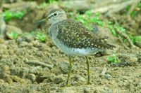 : Tringa nebularia; Common Greenshank