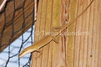 : Anolis carolinensis