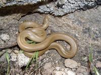 : Charina umbratica; Southern Rubber Boa