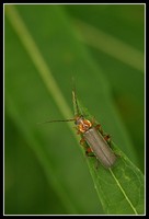 : Cantharis pellucida