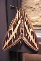 : Hyles lineata; White-lined Sphinx