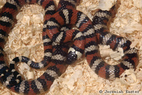 : Lampropeltis zonata parvirubra; San Bernardino Mountain Kingsnake