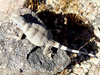 : Sauromelus obesus; Chuckwalla