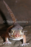 : Teratoscincus roborowski