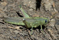 : Schistocerca obscura; Obscure Bird Grasshopper