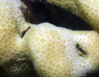 : Pavona duerdeni