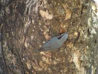 Chestnut-bellied Nuthatch (Sitta castanea) 2005. január 8. Ramnagar