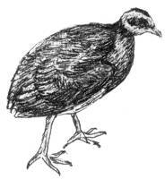 TONGAN MEGAPODE, MALAU (Megapodius pritchardii)