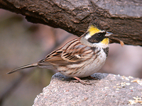 노랑턱멧새 Emberiza elegans | yellow-throated bunting