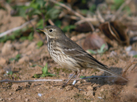 밭종다리 Anthus spinoletta | water pipit