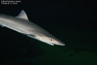 Gråhaj (Galeorhinus galeus)