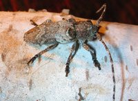 Niphona picticornis