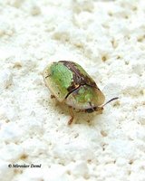Cassida vibex