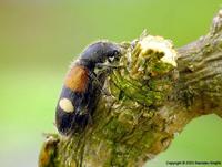 Tilloidea transversalis