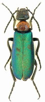 Alosimus syriacus austriacus