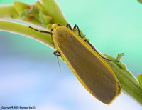 Eilema depressa - Buff Footman