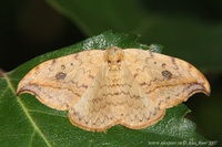 Drepana falcataria - Pebble Hook-tip